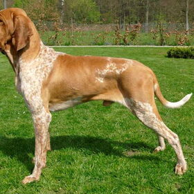 Bracco Italiano