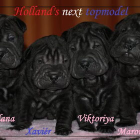 Pups Holland's next topmodel