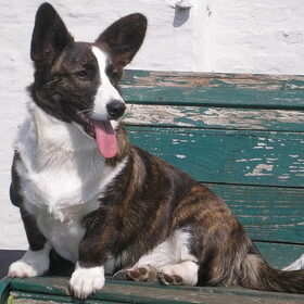 Welsh Corgi Cardigan Brindle