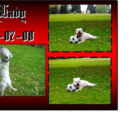 Hondenfoto van Lady,,,Melissa,,,Rocco