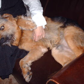 arm beest zo moe!!!!!!!!!!