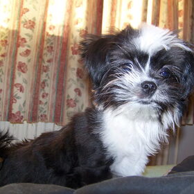 Dit is Micah