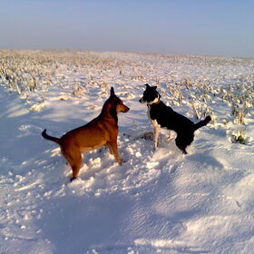 In de sneeuw met het hondje (Jana)van de Alternatieven in onze…