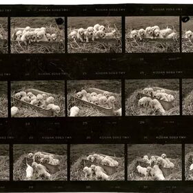 Vita Mytska samota x-ray 0-0, Multichamp had had 15 pups with…