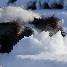 Tjopp struisvogel in de sneeuw?