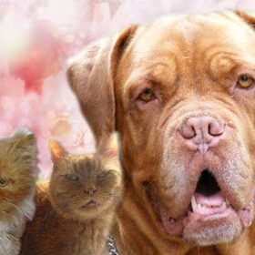 R.I.P Garfield zijn kleinzoon Gorcky en mijn grote liefde Gucci
