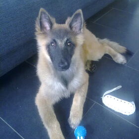laika 6 maandjes oud