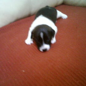 2,5 week nu