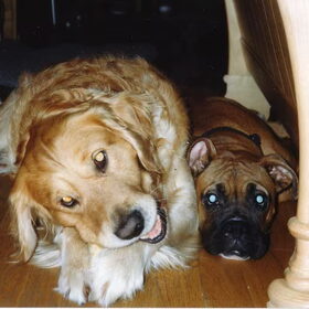 Boas en Duke