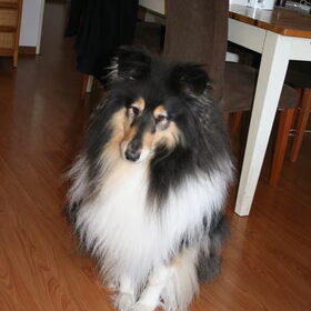 Onze mooie Duncan die even poseert voor de foto ;) (de foto is…