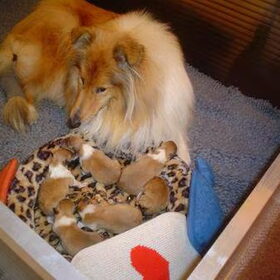 Claire met haar 6 pups. Ze is een geweldige moeder met mooie en…