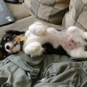puppybuikje!