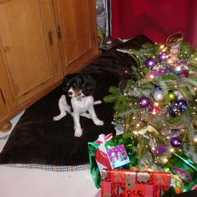 bij de kerstboom