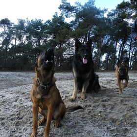 Hondenfoto van De Mecheltjes clan