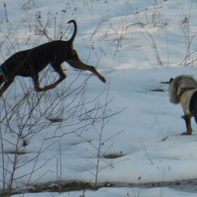 Hondenfoto van Marleen , Blacky & Justy