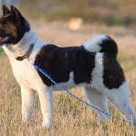 AKITA INUUUU