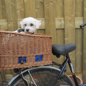 Timo in de Fietsman