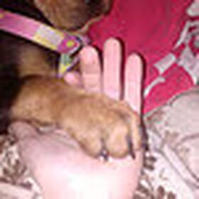 haar pootje wat zal het een grote hond worden