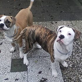 mijn 2 mooie doggy`s bij elkaar mooie foto