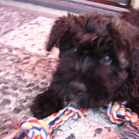 Ons bouvier pupje