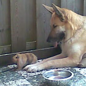Mijn puppies zijn de konijntjes (ookal ben ik een reu)
