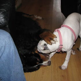 grote poot op lady de kleine koppie