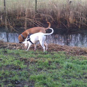 Puppen aan de wandel (Major 7 maanden, vriendje 10 maanden )