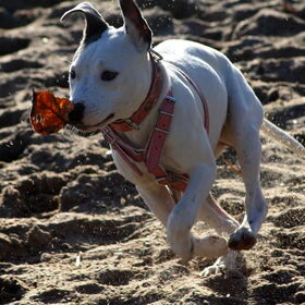 zo lief