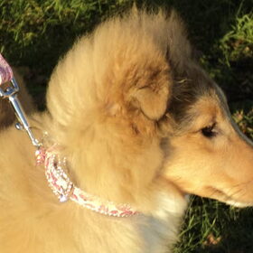 Daisy's nieuw riem. BLINGGGGGGGGGGG (Eigenlijk TE erg....)