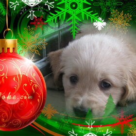 Voor Sherilyn