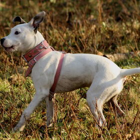 zuur bekkie lady