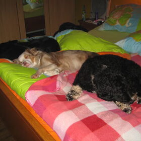 dit zijn onze honden rakker, rambo, wolf, rocky,en beer hier…