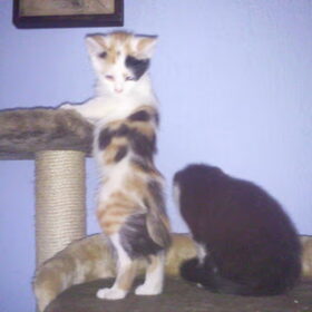 Hondenfoto van ~~Michelle&Mushu~~