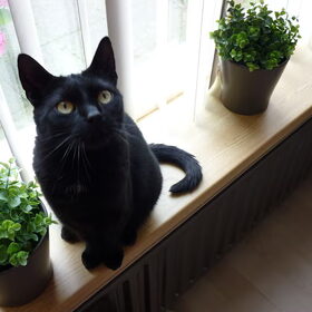 Hondenfoto van ~~Michelle&Mushu~~