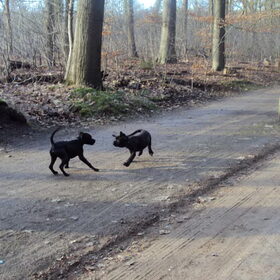 spelen met django