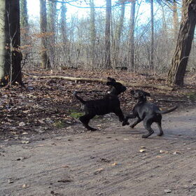 spelen met django