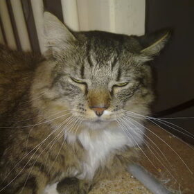 tijger main coon