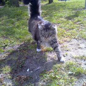 tijger