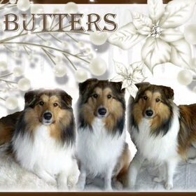 Hondenfoto van Criz & de Shelties	