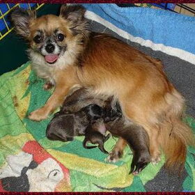 Hier is een van ons teefje Ze had vier schattige gezonde puppys…