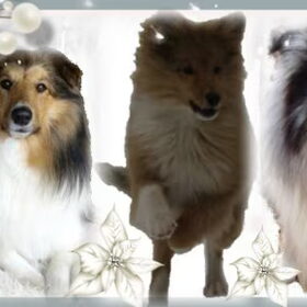 Hondenfoto van Criz & de Shelties	