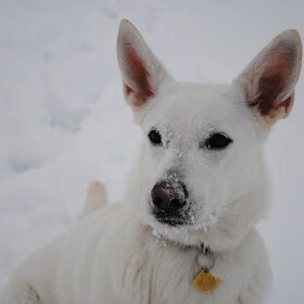 Sneeuw vind ik het allerlekkerste om op te eten! Mijn maagje…