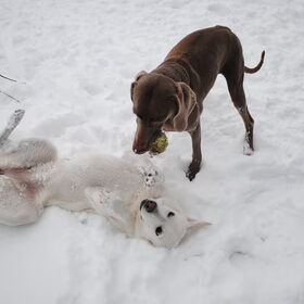 Lekker spelen in de sneeuw