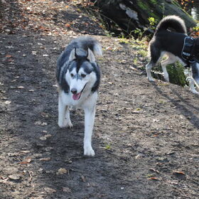 HP Wandeling - heemstede