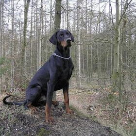 Vandaag 3 febr.heerlijk naar het bos geweest in de buurt van het…