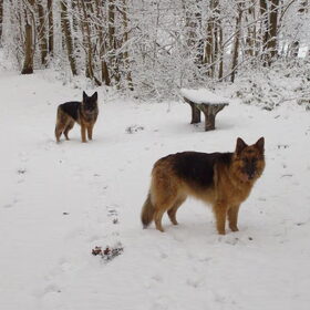 Winterpret (2010)