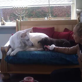 Laila & Sanko