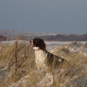 een stralende winterdag..zou er nog wat zijn daar in het veld..?