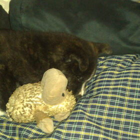 Slapen met meneer schaap