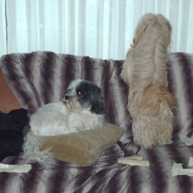 Hondenfoto van liesbeth,Turbo,Luna, Levi en Faith